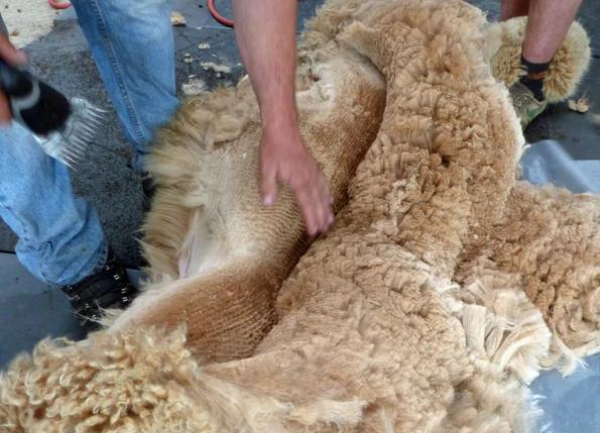 The First Day of Shearing