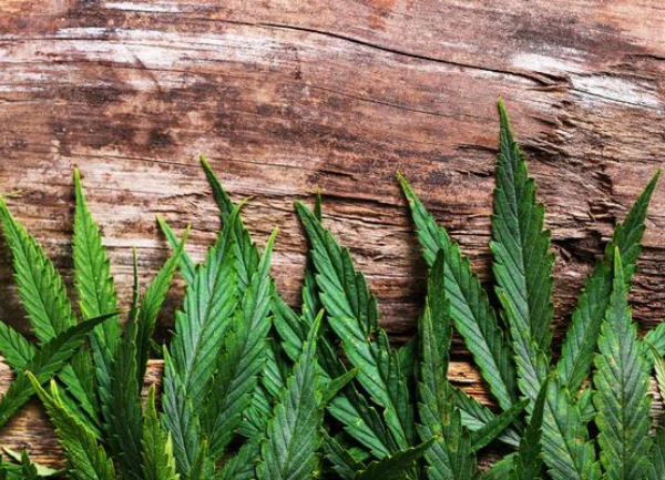 The Hemp Plant
