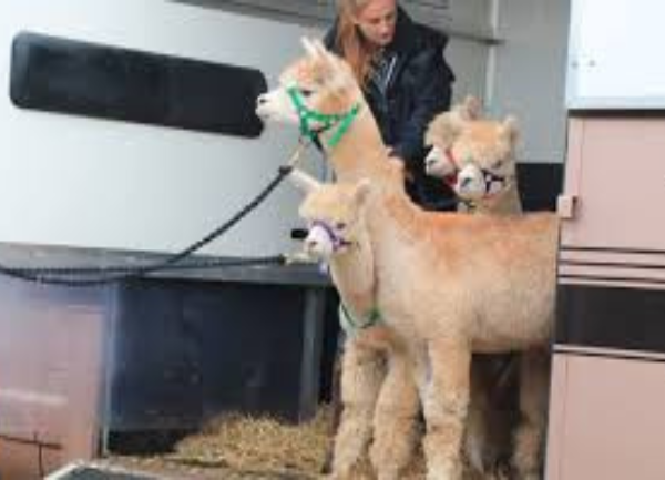 Transporting Alpacas