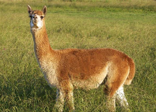 Wealth Building on An Alpaca Farm as an Alpaca Investment