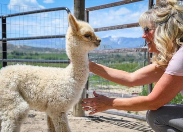 Weaning Your Cria