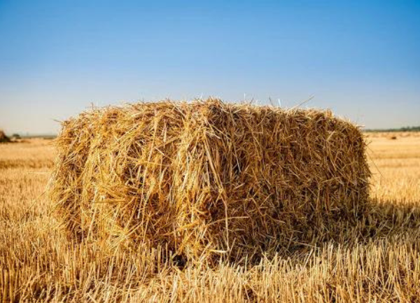What the Hay?!
