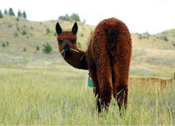 Where Does All That Baby Alpaca Fiber Come From?