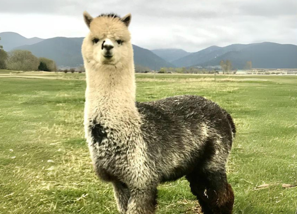 Why Alpacas? - The Business of the Textile Livestock