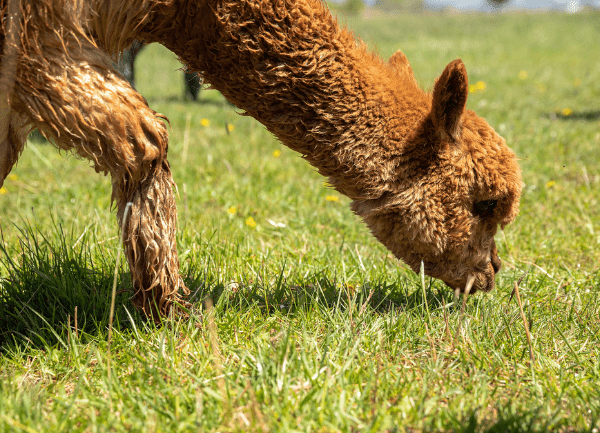 Why is Alpaca the Most Sustainable Natural Fiber?