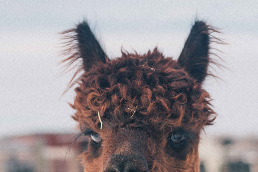Alpaca head & ears