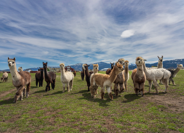 Discover the Unique Charm of Alpacas of Montana: The Must-Visit Attraction in Bozeman
