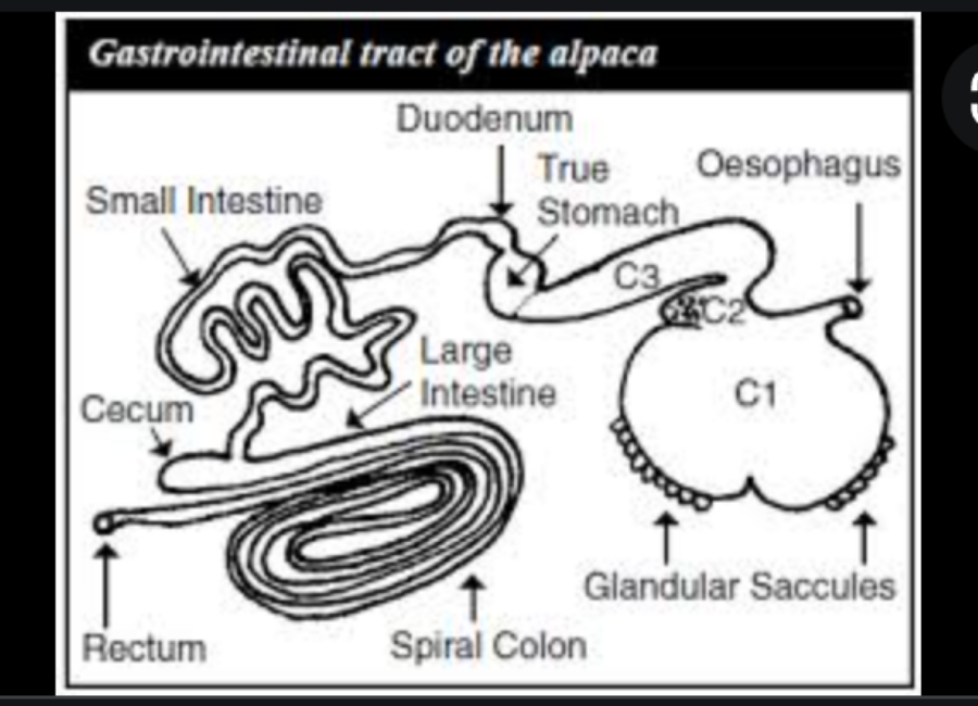 The Alpaca Digestive System