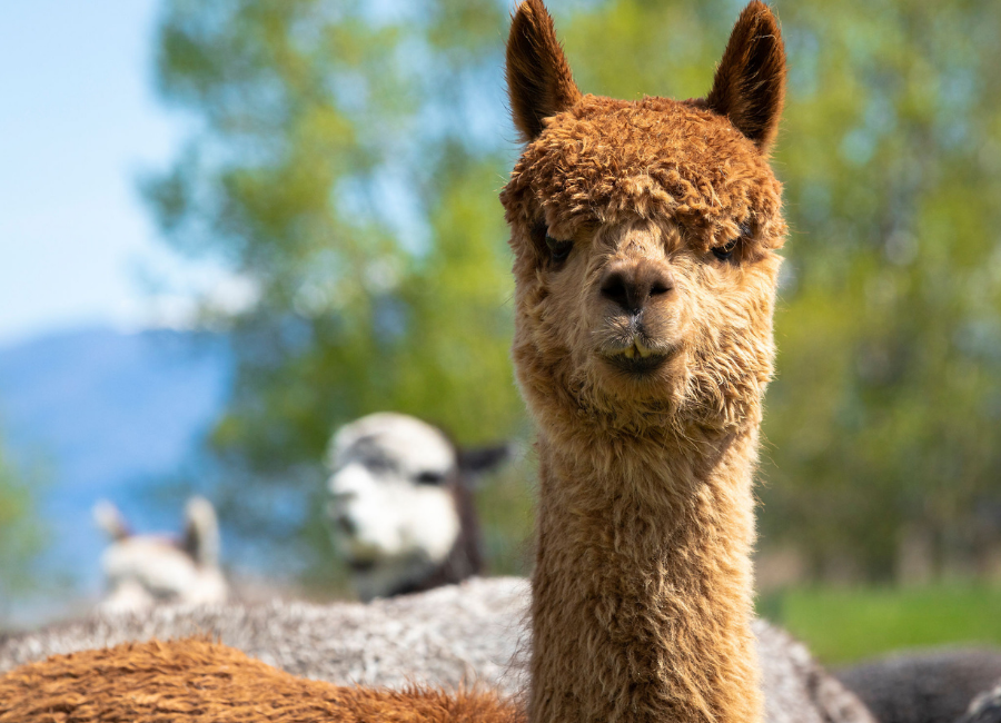 How to read and understand an alpaca registration (ARI) certificate
