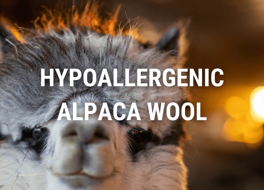 close up of alpaca face at sunset with text saying hypoallergenic alpaca wool