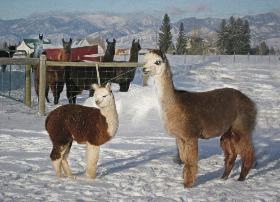 Alpaca Meet and Greet: Izzy