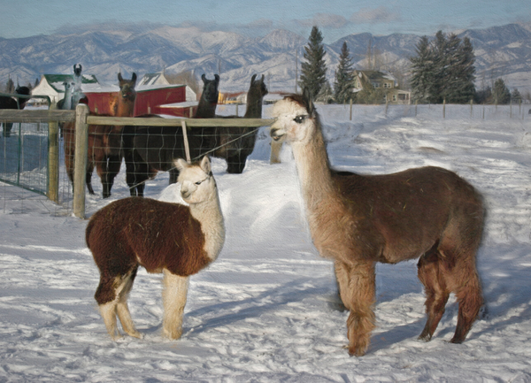 Alpaca Meet and Greet: Izzy