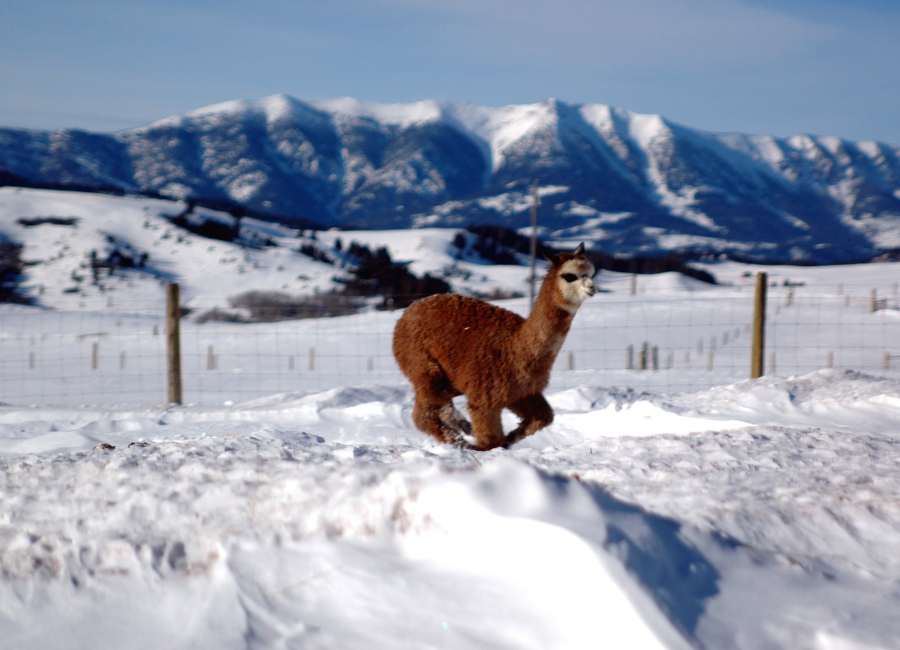 brown alpaca running in the snow
