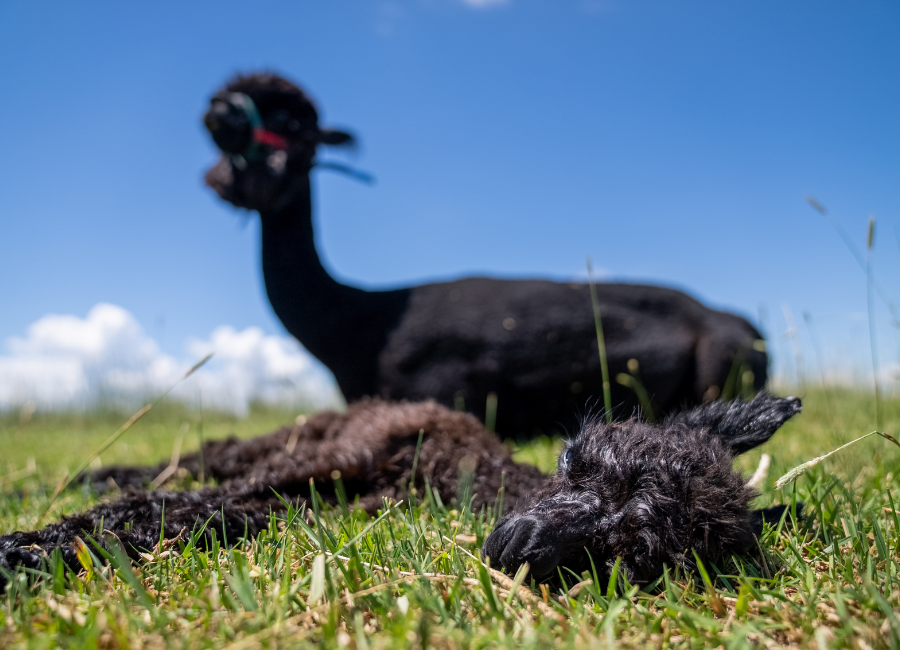 brown baby alpaca laying in green grass with mom laying right behind her