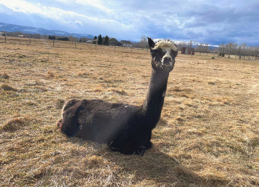 Alpaca Meet and Greet: Nakoda