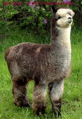 Rock Staur - Herdsire