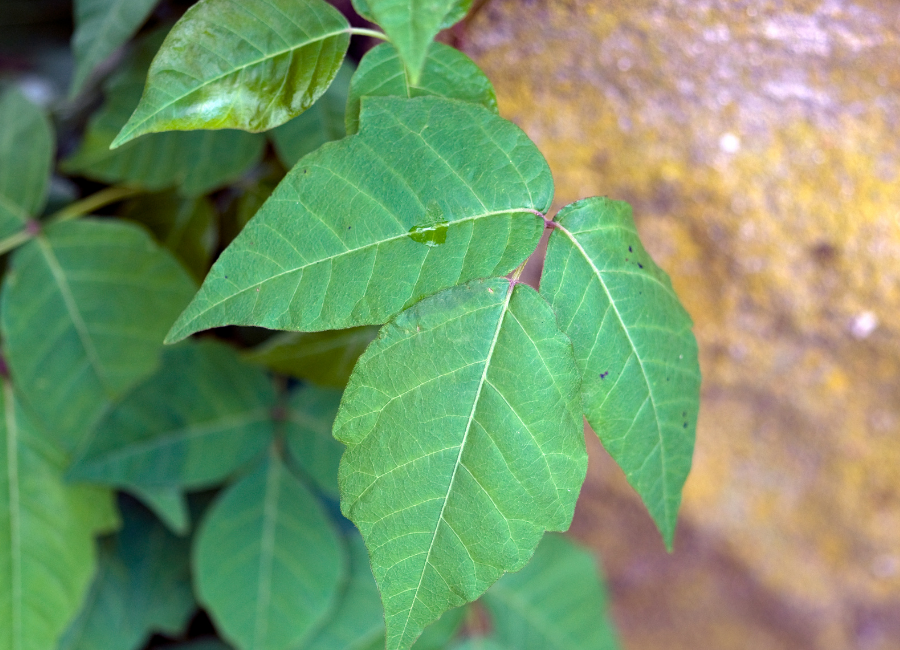 Plants that are Poisonous to Alpacas