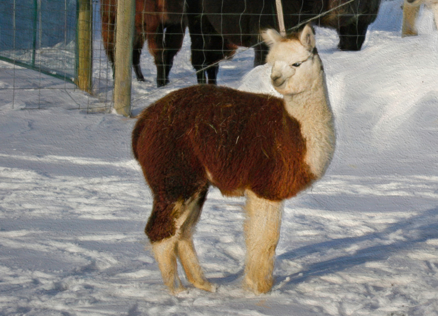 brown and white alpaca meet and greet