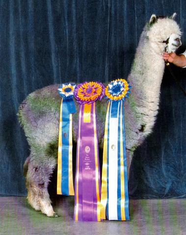 Snowmass Sterling Silver - Herdsire