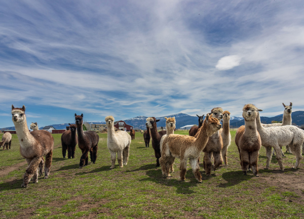 Sustainable Farming & The Eco-Friendliness of Alpacas
