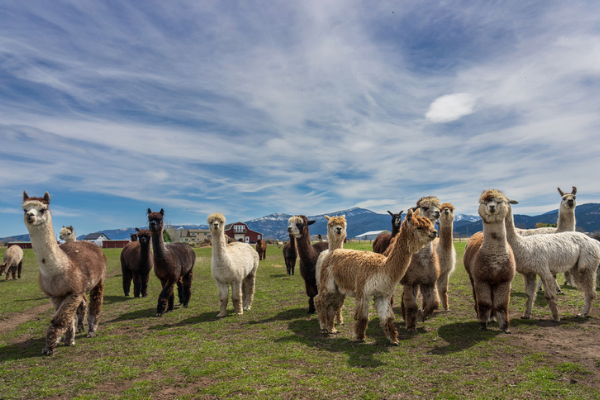 Sustainable Farming & The Eco-Friendliness of Alpacas