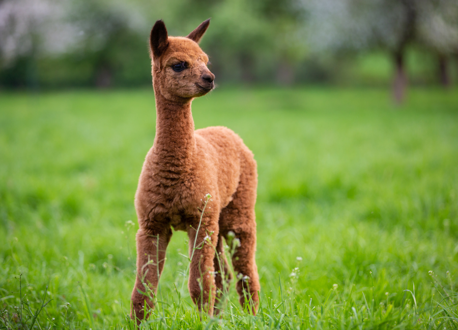 The Basics of Alpaca Feeding