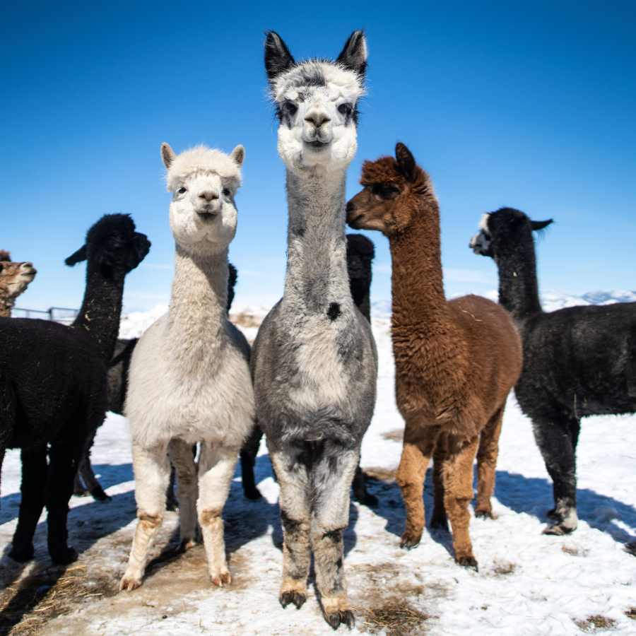 Alpaca &amp; Llama Farm Tour Experience