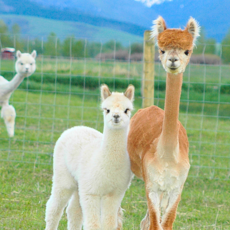 Alpaca &amp; Llama Farm Tour Experience