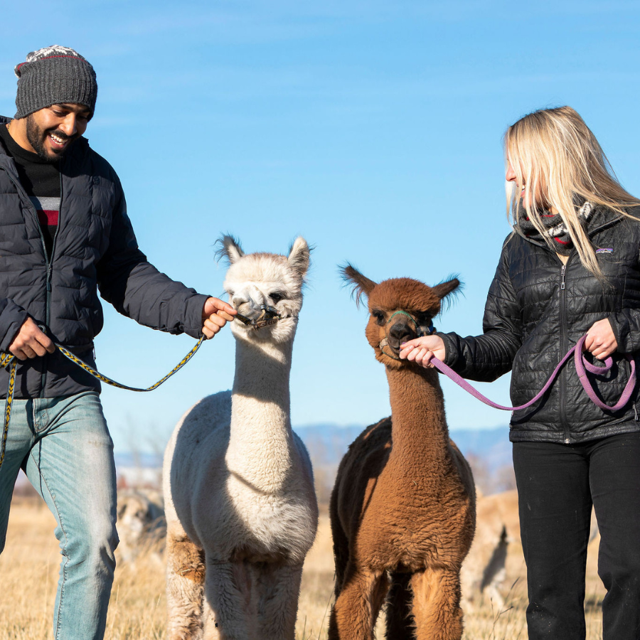 A man with a black beard and woman with blonde hair walk two alpacas on halters. The alpaca on the left is white and the alpaca on the right is rich brown.