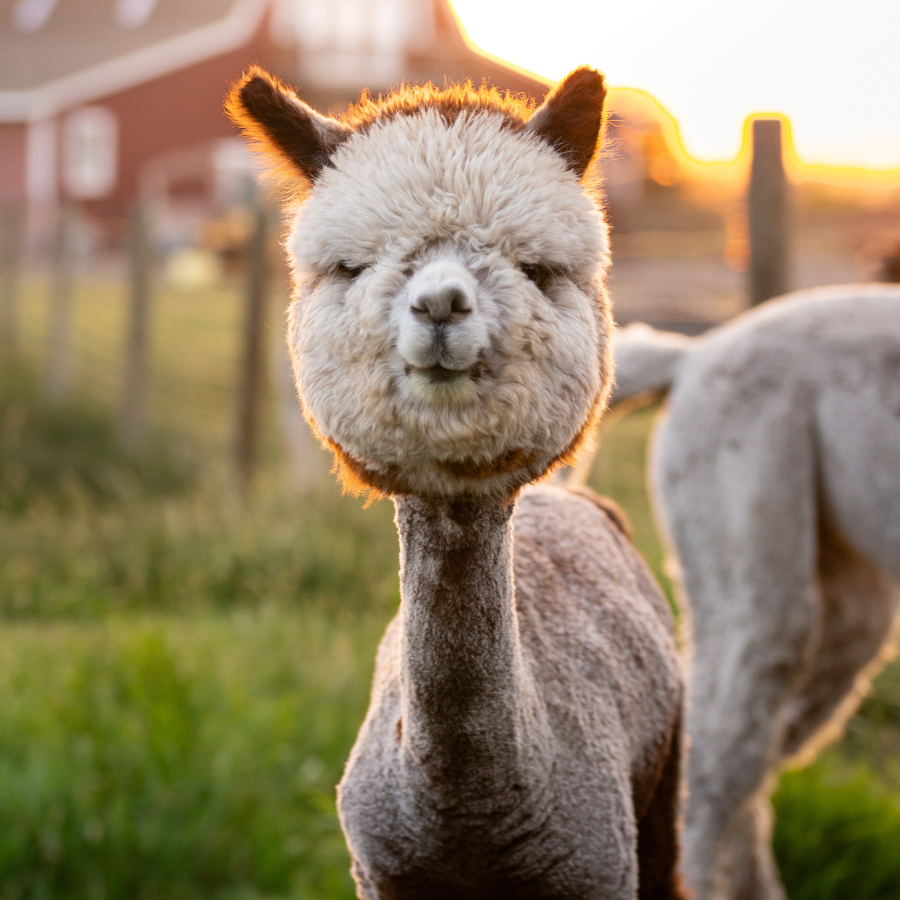 Comedy with Alpacas