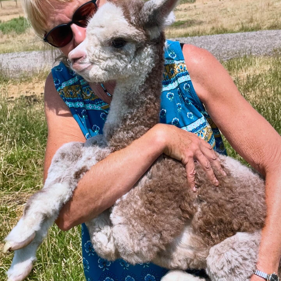 Alpaca &amp; Llama Farm Tour Experience