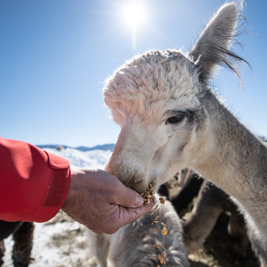 Alpaca &amp; Llama Farm Tour Experience