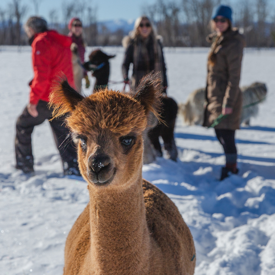 Alpaca &amp; Llama Farm Tour Experience