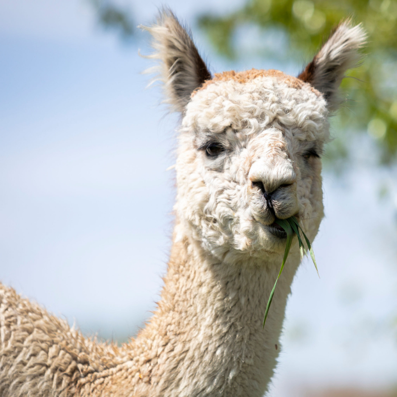 WindStopper Fishing Hat, Alpacas of Montana