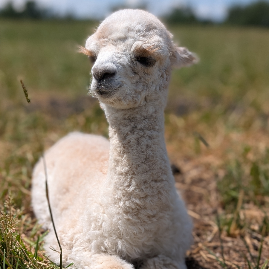 Comedy with Alpacas