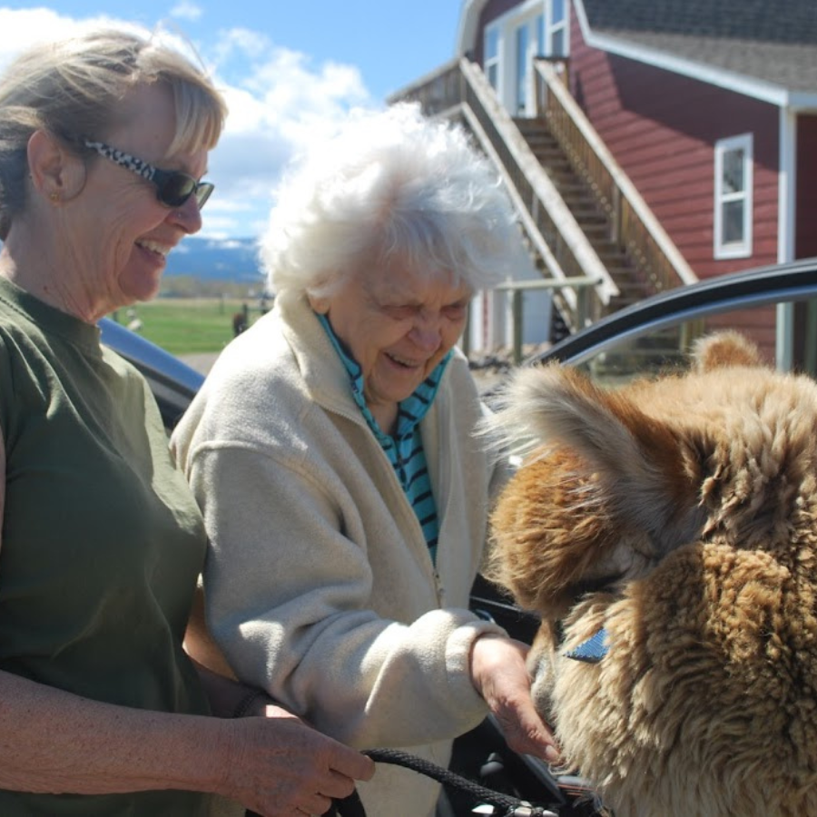 A blonde woman in a green shirt and a white haired old woman in a cream jacket hand feeding a fluffy fawn-colored alpaca in front of a red barn.