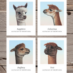 Four paintings of brown and gray alpacas from an artist original work