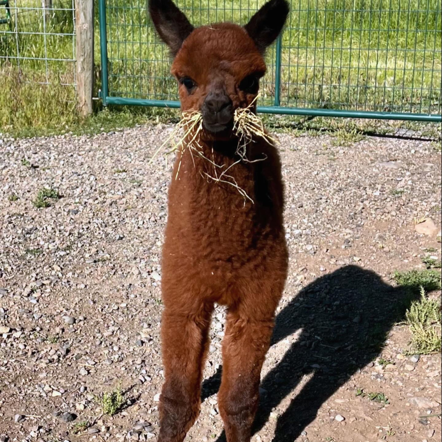 Alpaca &amp; Llama Farm Tour Experience