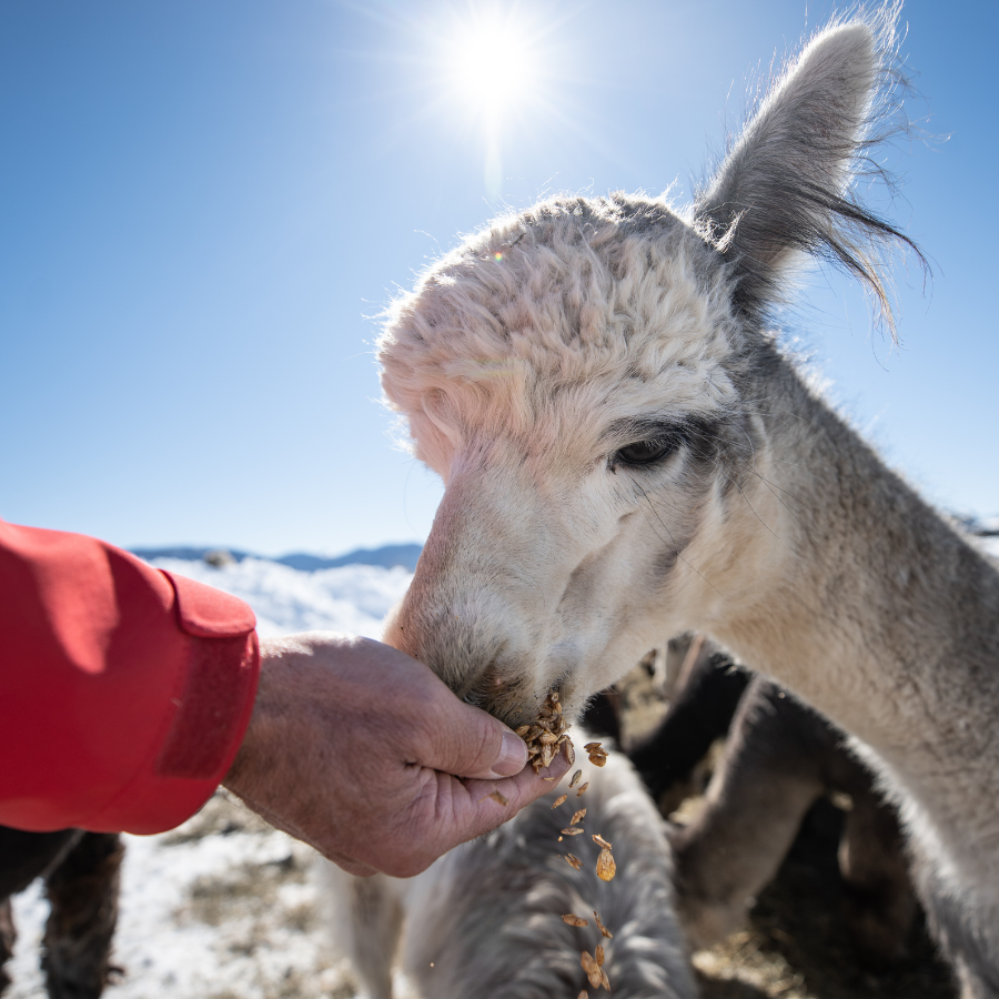 A close up photo of a gray and white alpaca eating grain from a person's hand on a sunny winter day