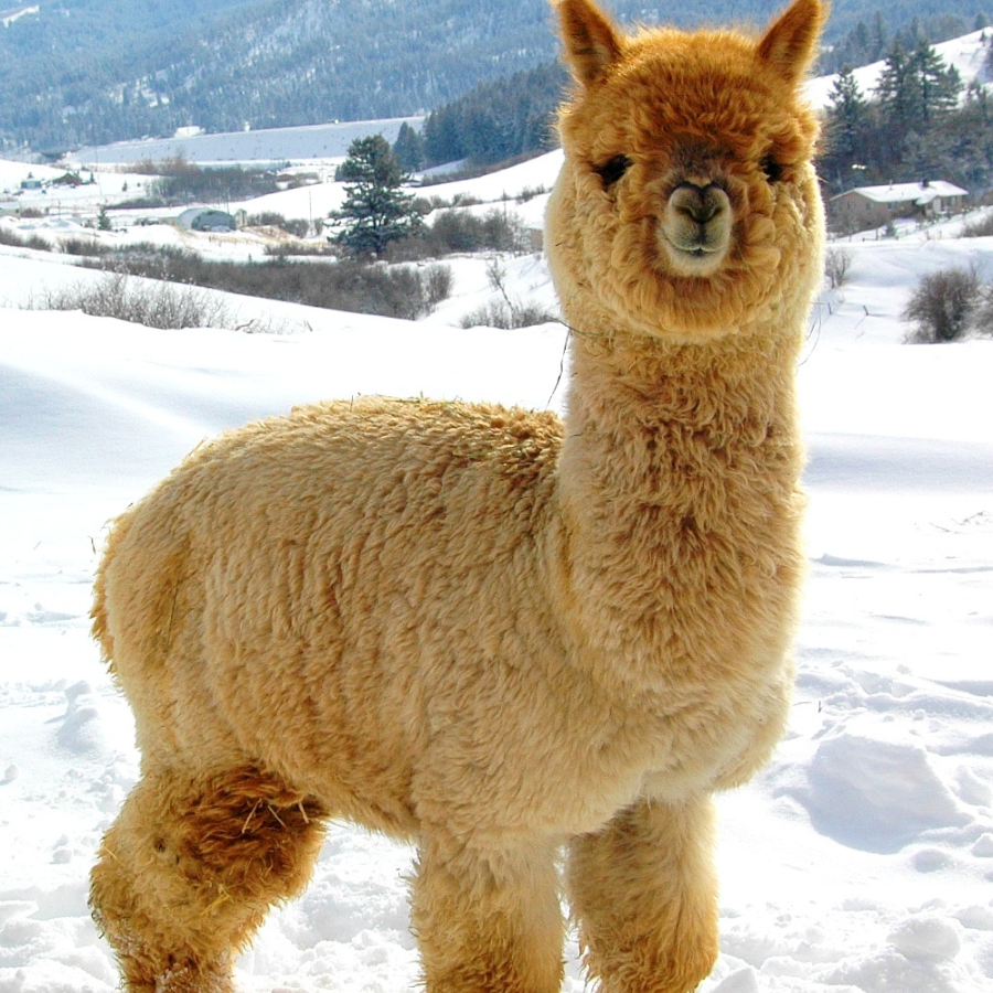 A fluffy soft cute fawn color alpaca standing in a snowy winter scene.