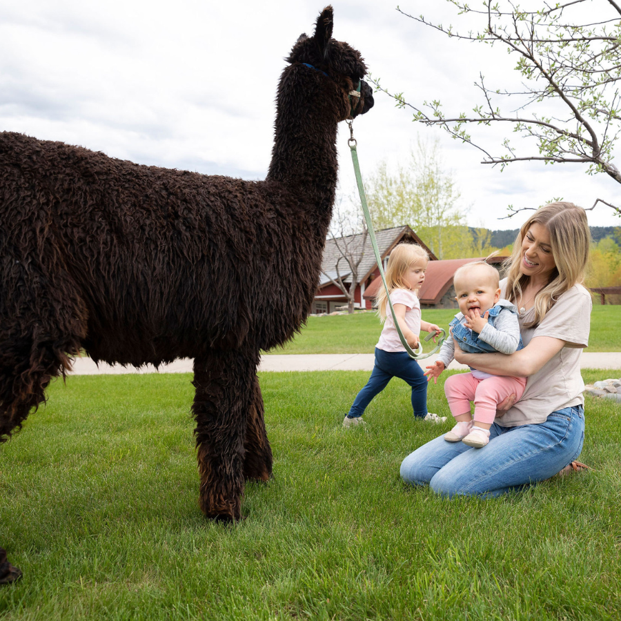 A black alpaca standing next to a blonde woman kneeling in green grass and holding a baby. Another child is running around in the background
