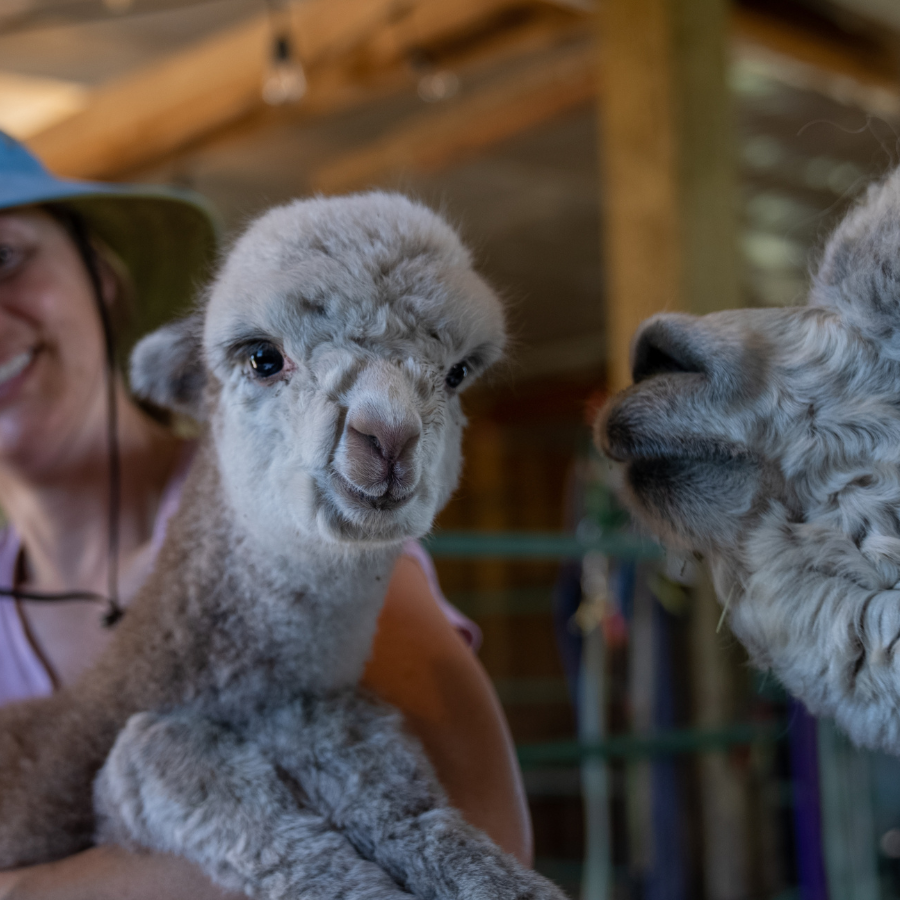 A close up photo of the faces and noses of a mother and baby alpaca, both natural white and light rose brown
