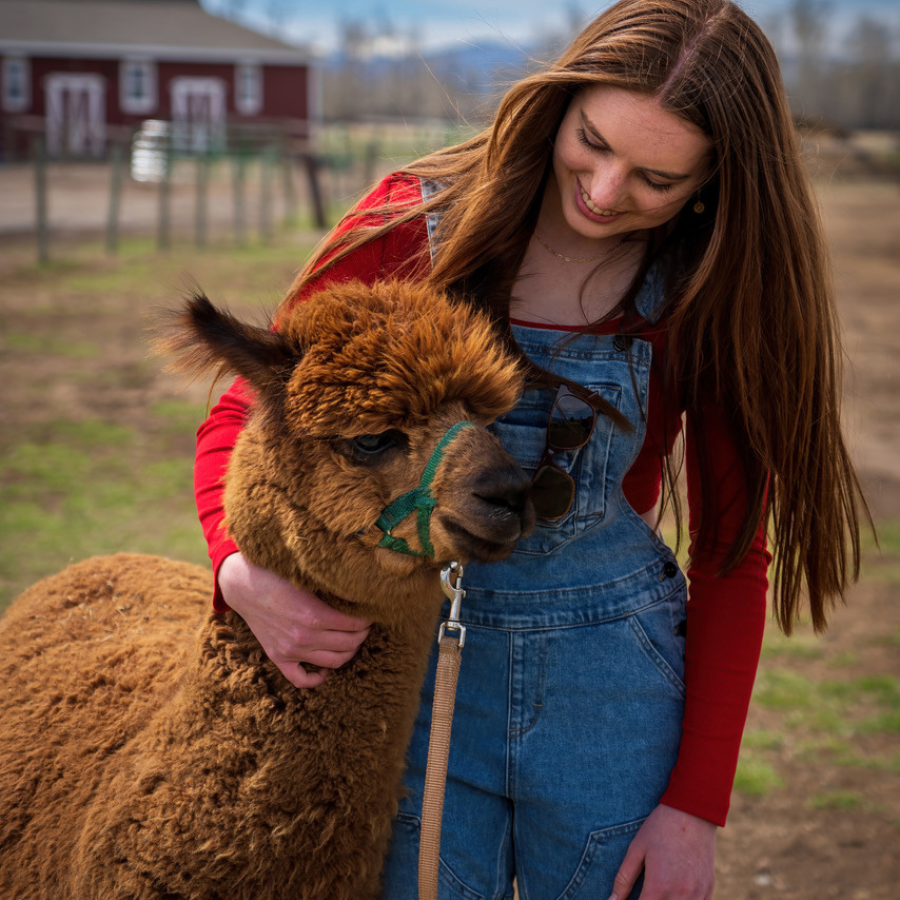 Alpaca &amp; Llama Farm Tour Experience