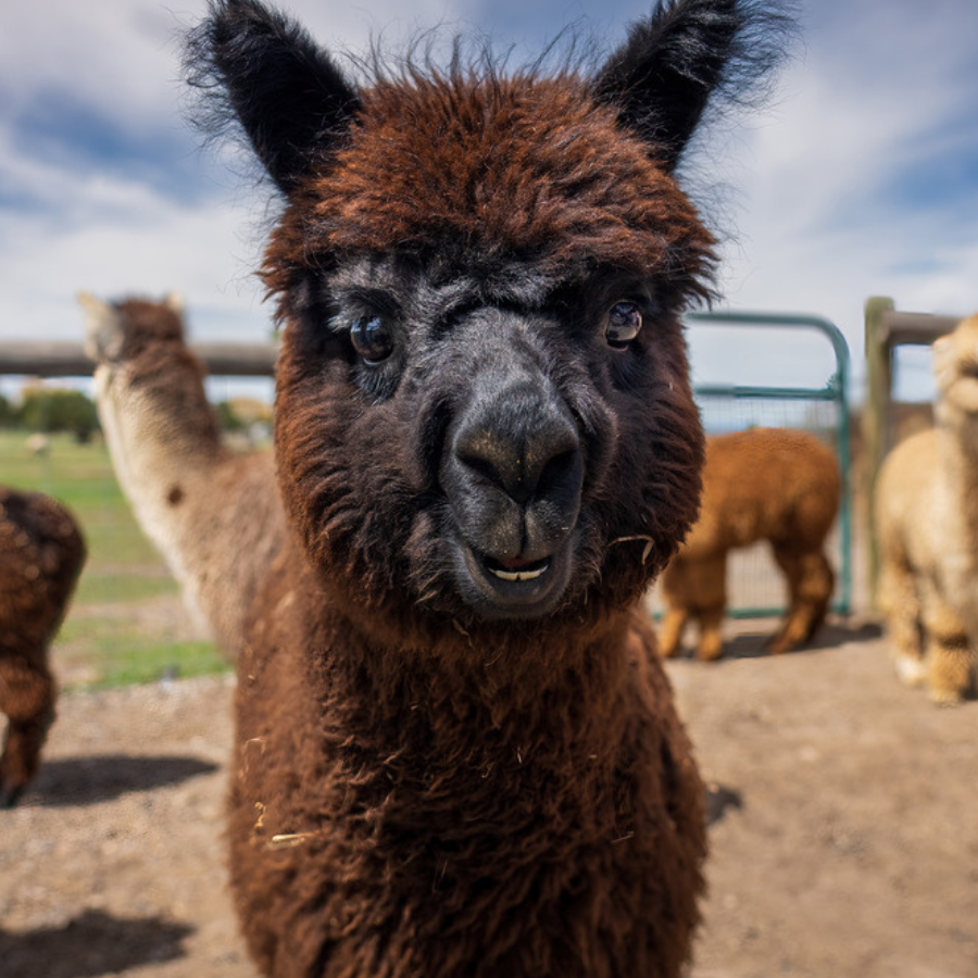 Alpaca &amp; Llama Farm Tour Experience