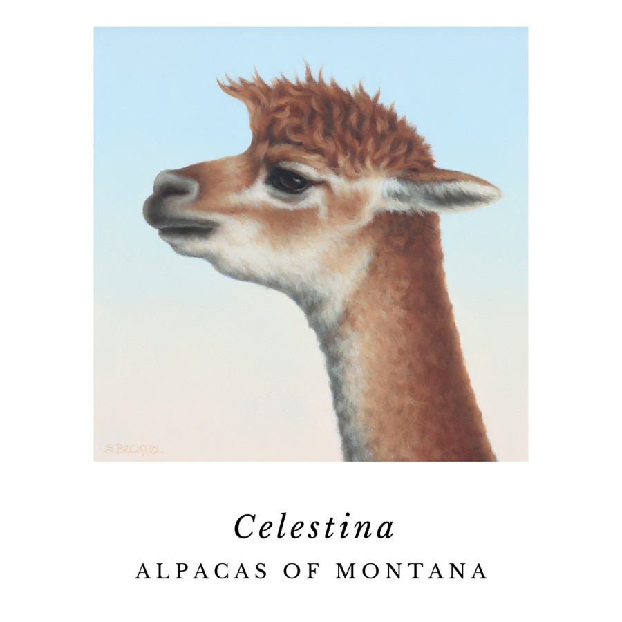 A brown and fawn and white vicuana looking alpaca that is a picture photo of any alpaca not framed
