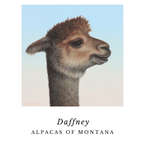 Print of an alpaca on a white background that can be framed