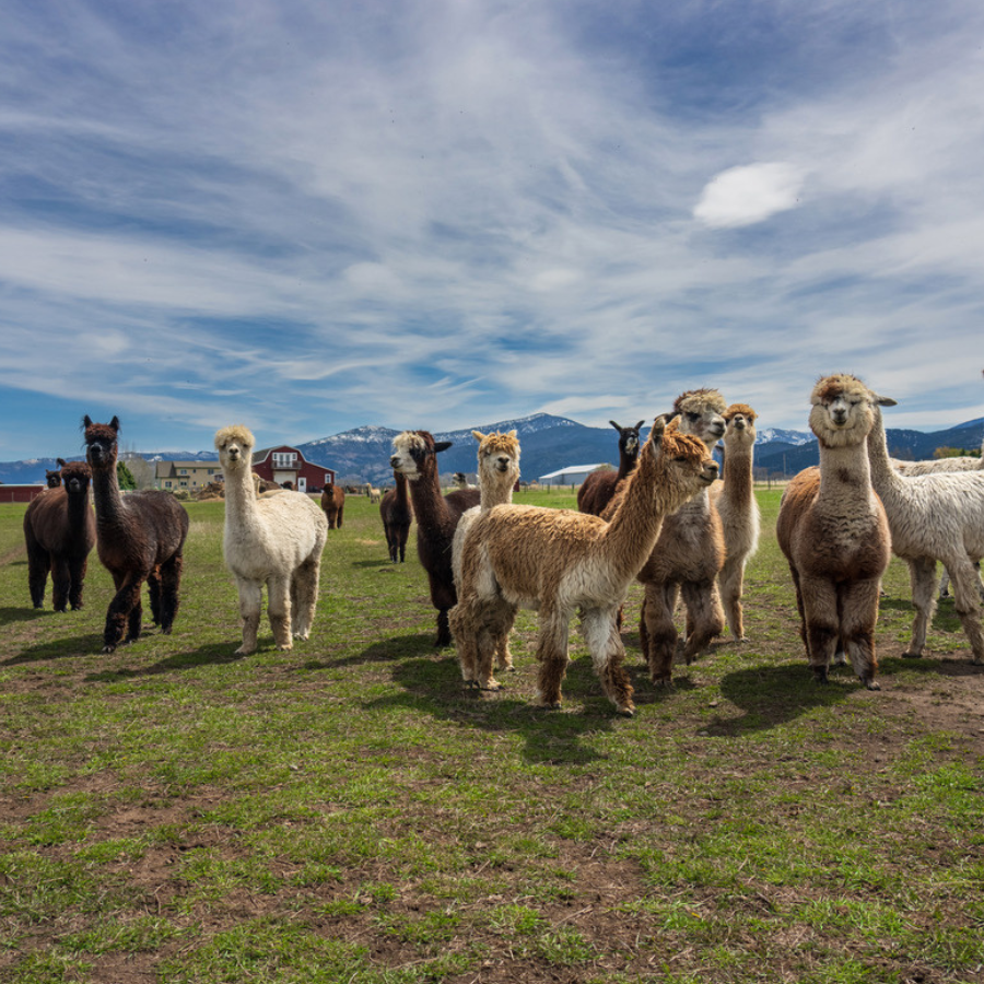 Alpaca &amp; Llama Farm Tour Experience