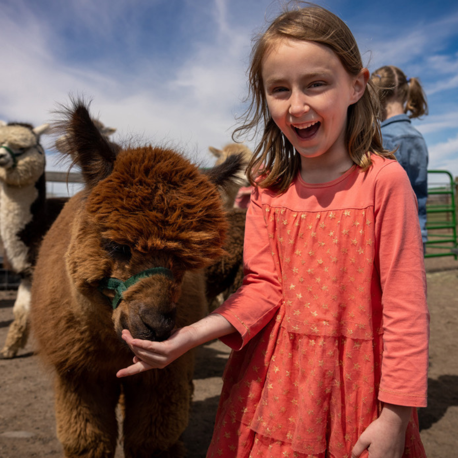 Alpaca &amp; Llama Farm Tour Experience