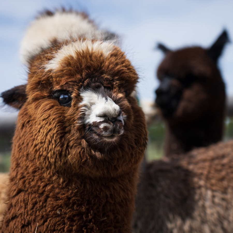 Alpaca &amp; Llama Farm Tour Experience