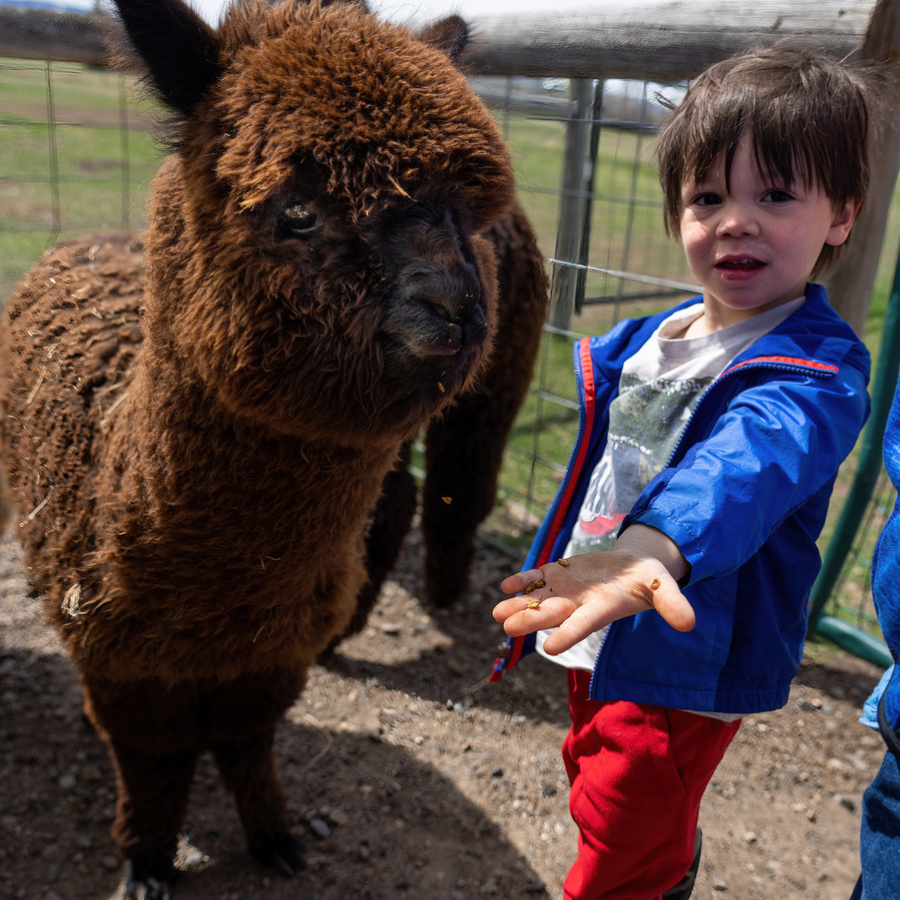 Alpaca &amp; Llama Farm Tour Experience